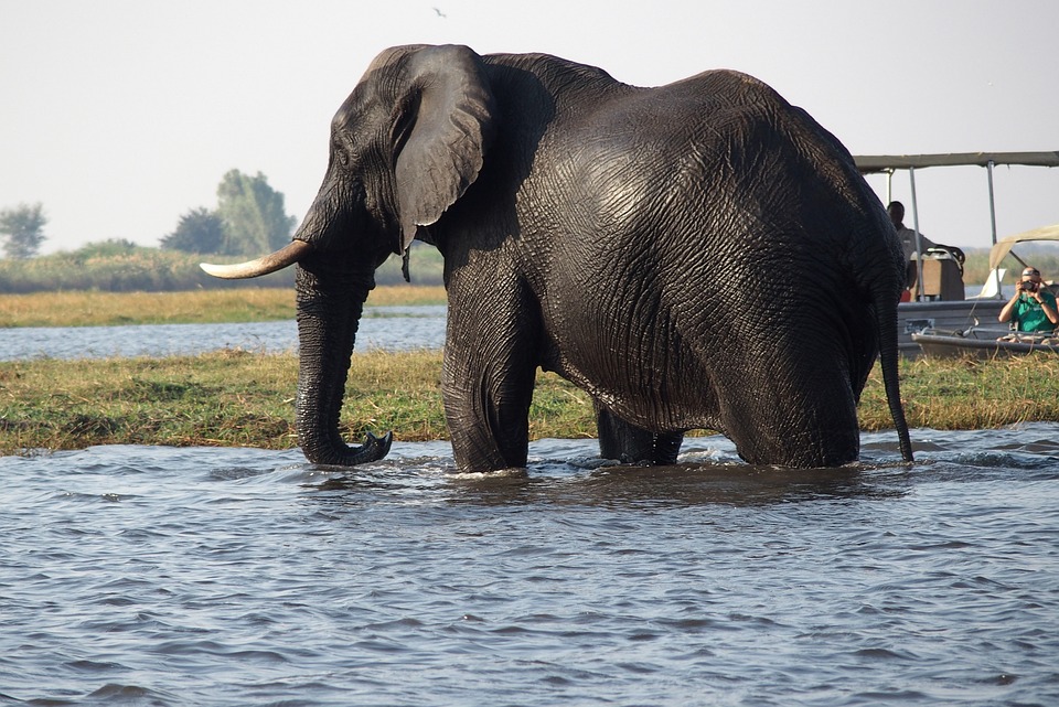 Chobe National Park