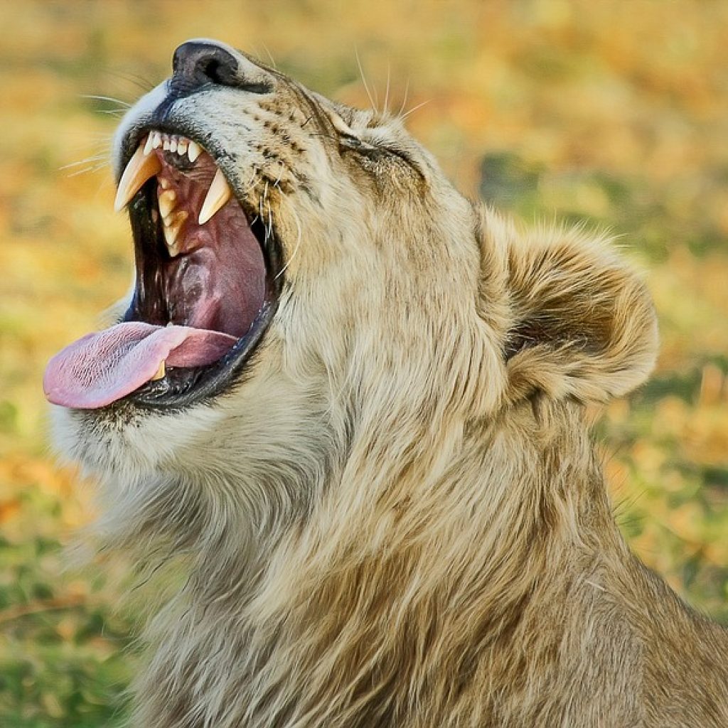 The Okavango Delta