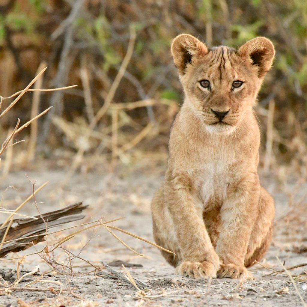 What Wildlife Can I Expect to See in Botswana?