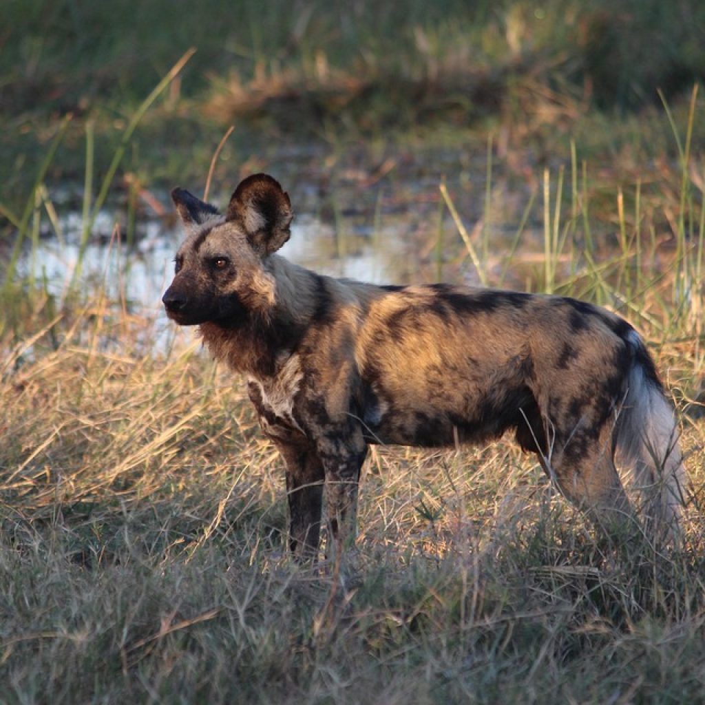 Botswana Safari tours